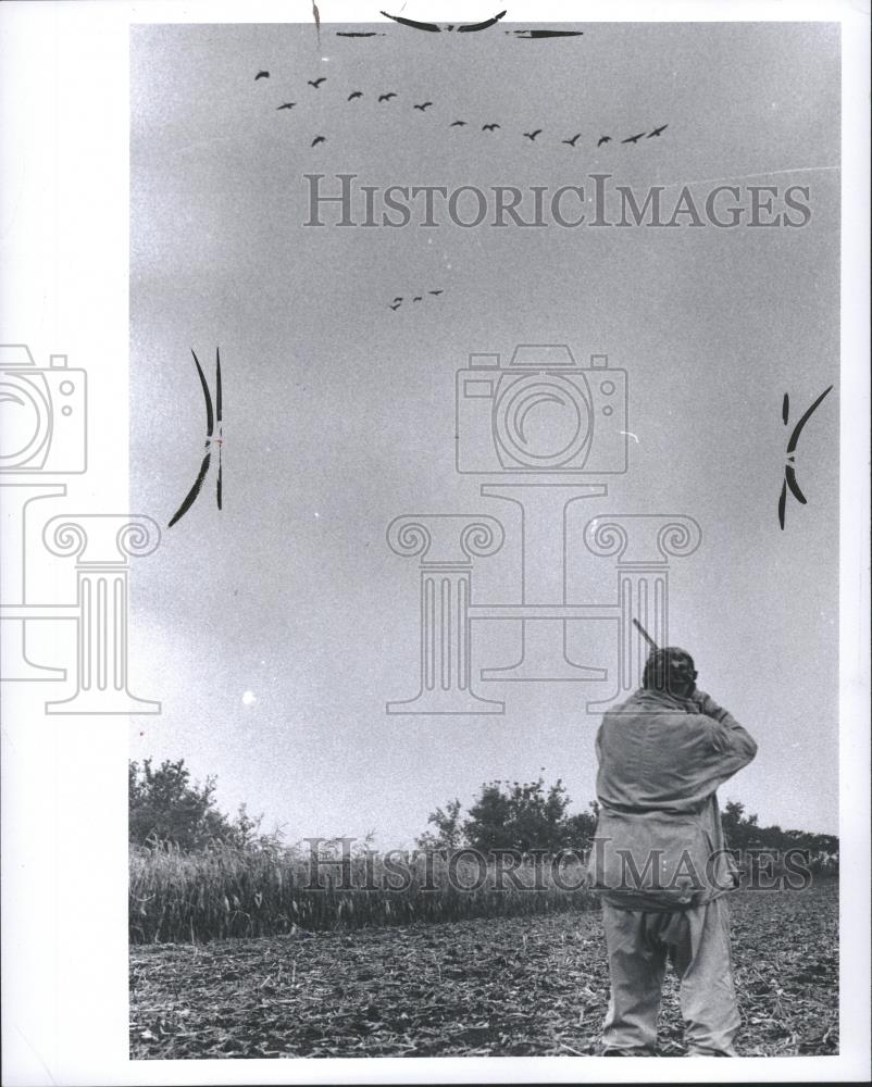 1974 Press Photo Canada Goose Hunting Bird Nature - RRQ18651 - Historic Images