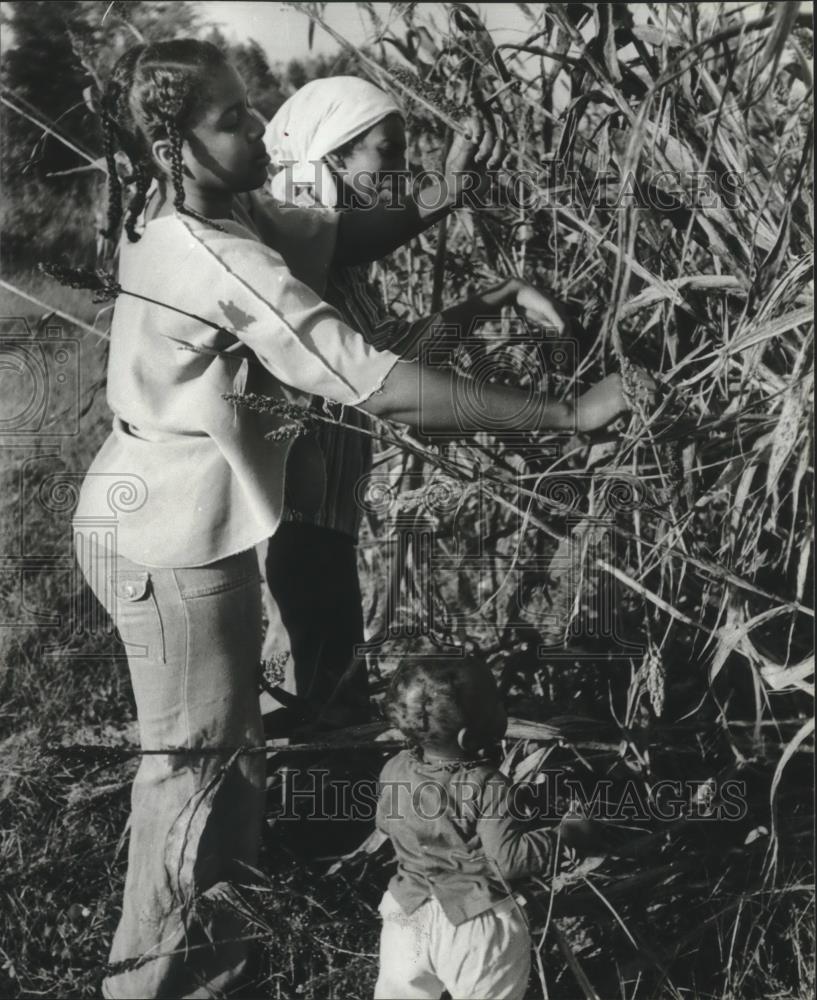 1979 Press Photo Polly Harris and Emma Mooney strip sugar cane in Gees Bend - Historic Images