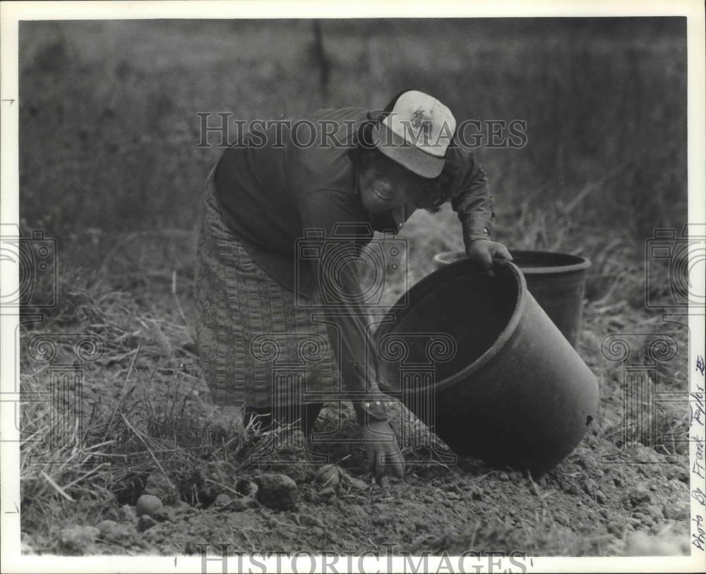 1984 Press Photo Mrs. Tomasa Carrizales, Migrant Worker fills farm basket - Historic Images