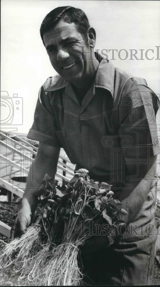 1979 Press Photo Bueford Haynes, Alabama Sweet Potato Association President - Historic Images