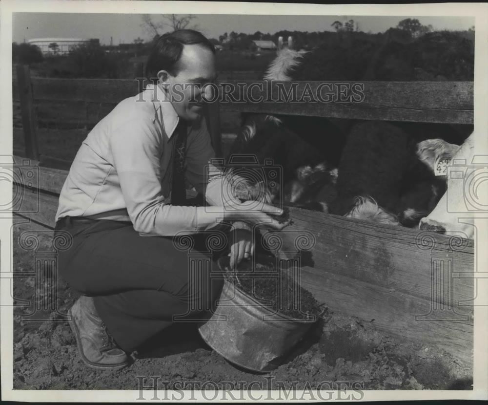 1977 Press Photo Doctor Ray Tarrer of Auburn University feeds some of his cows - Historic Images