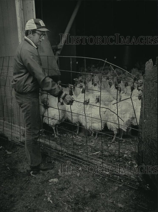 1984 Press Photo A man closes gate of turkey coop - mjc07296 - Historic Images