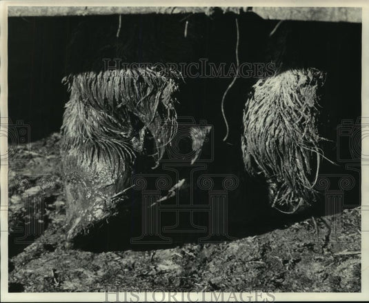 1976 Press Photo Horses' Untrimmed Hooves at Seymour Packing Company - mjc07704 - Historic Images