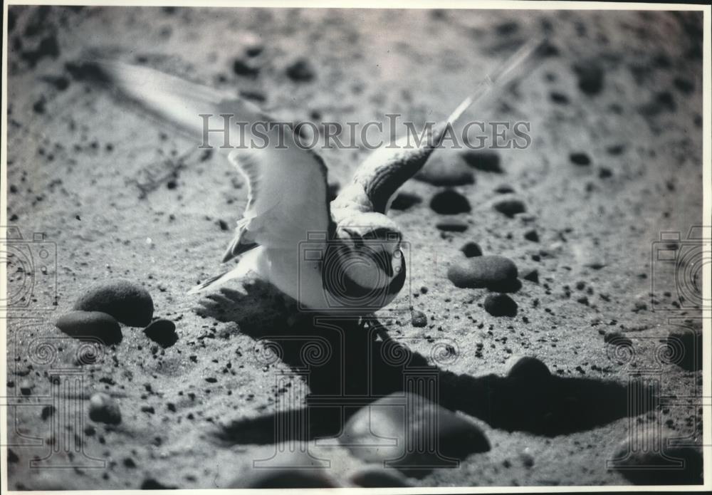 1993 Press Photo A Piper Plover bird nesting on a Michigan beach - mjc09073 - Historic Images