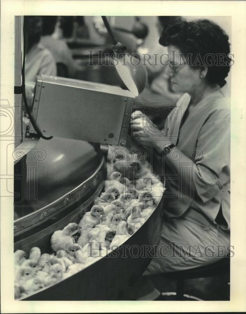 1983 Press Photo Esther Eagleton trims toenails of day-old chicks - mjc10426 - Historic Images