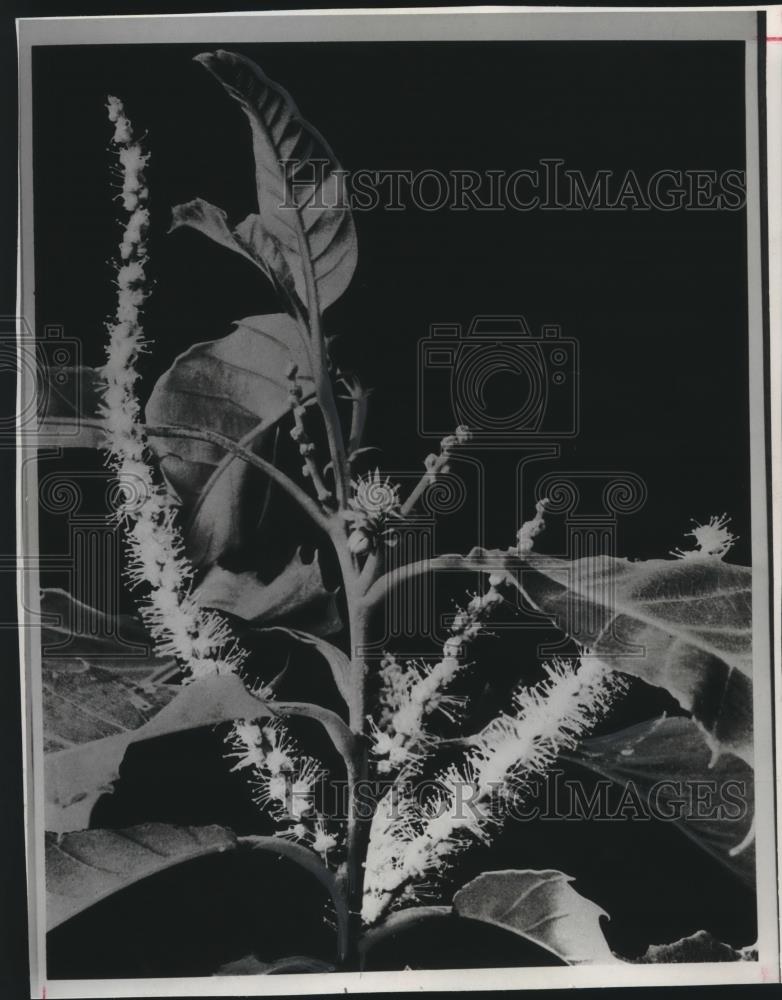 Press Photo Flower of the American Chestnut Tree - mjc10496 - Historic Images