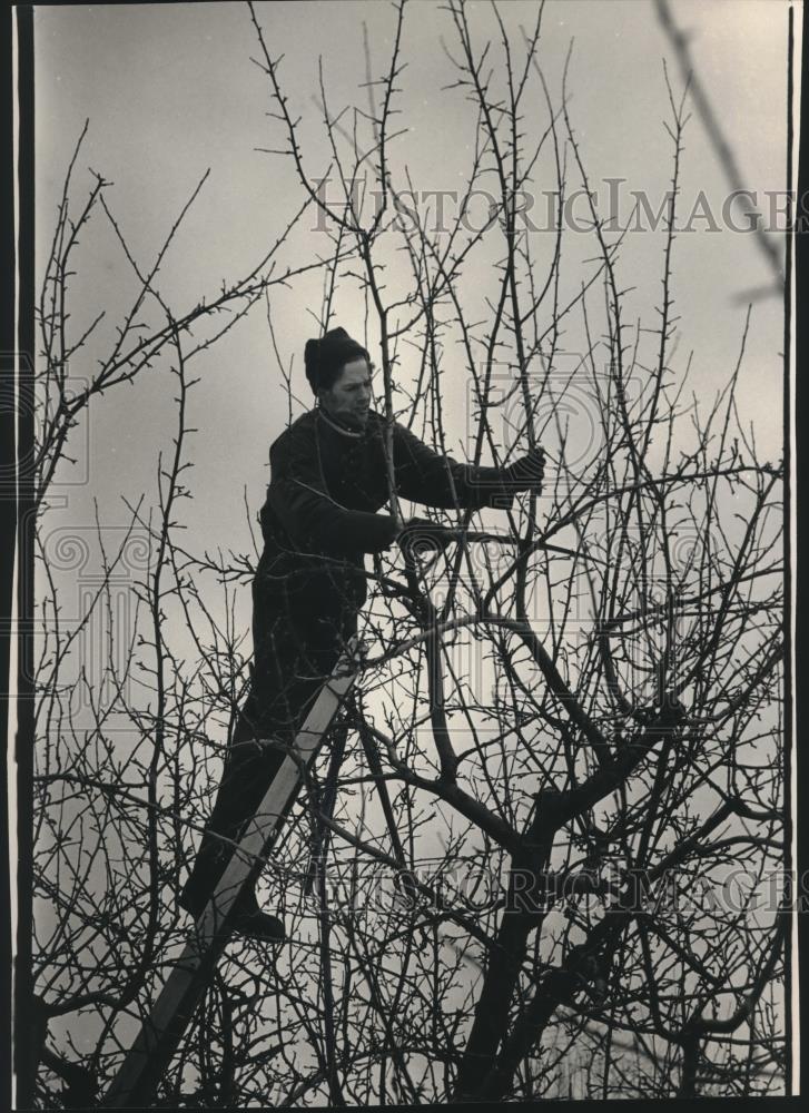 1993 Press Photo Bob Willard prunes trees, Ela Orchard, southeastern Wisconsin - Historic Images