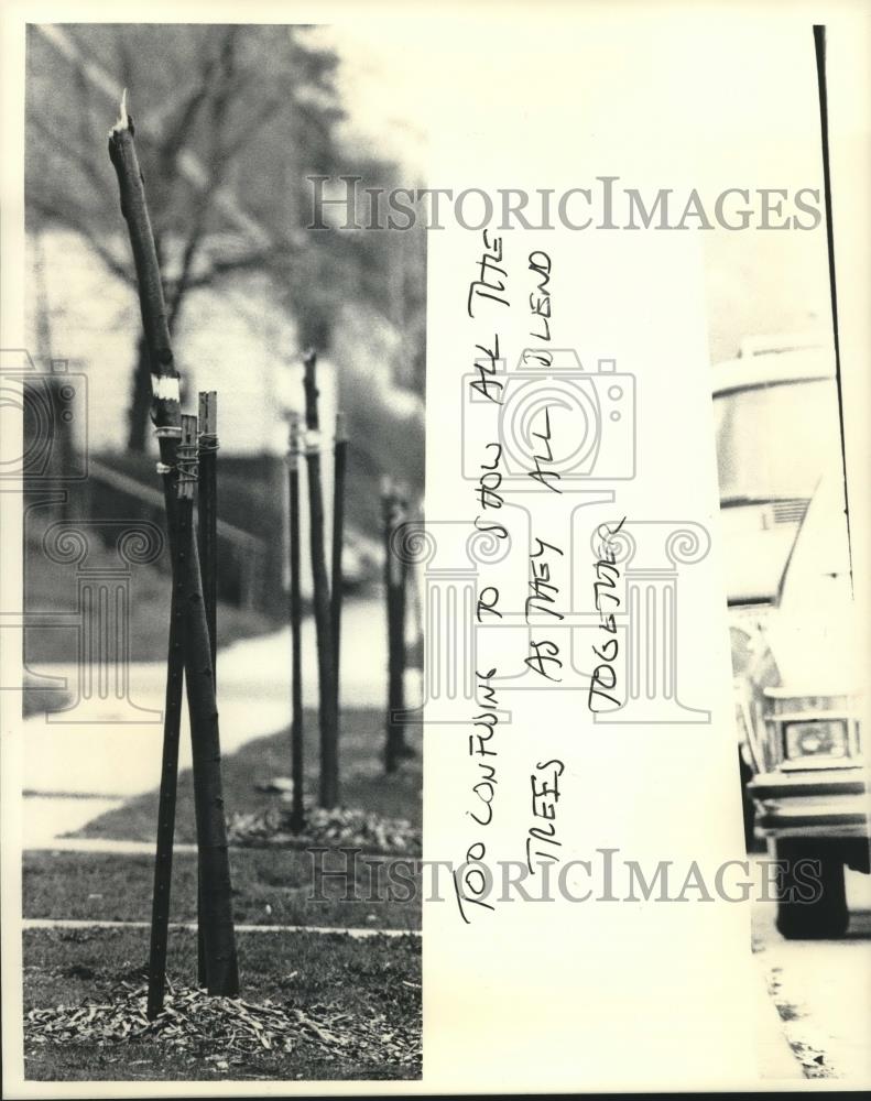 1983 Press Photo Vandals tear off tree tops on Lloyd Street in Milwaukee - Historic Images