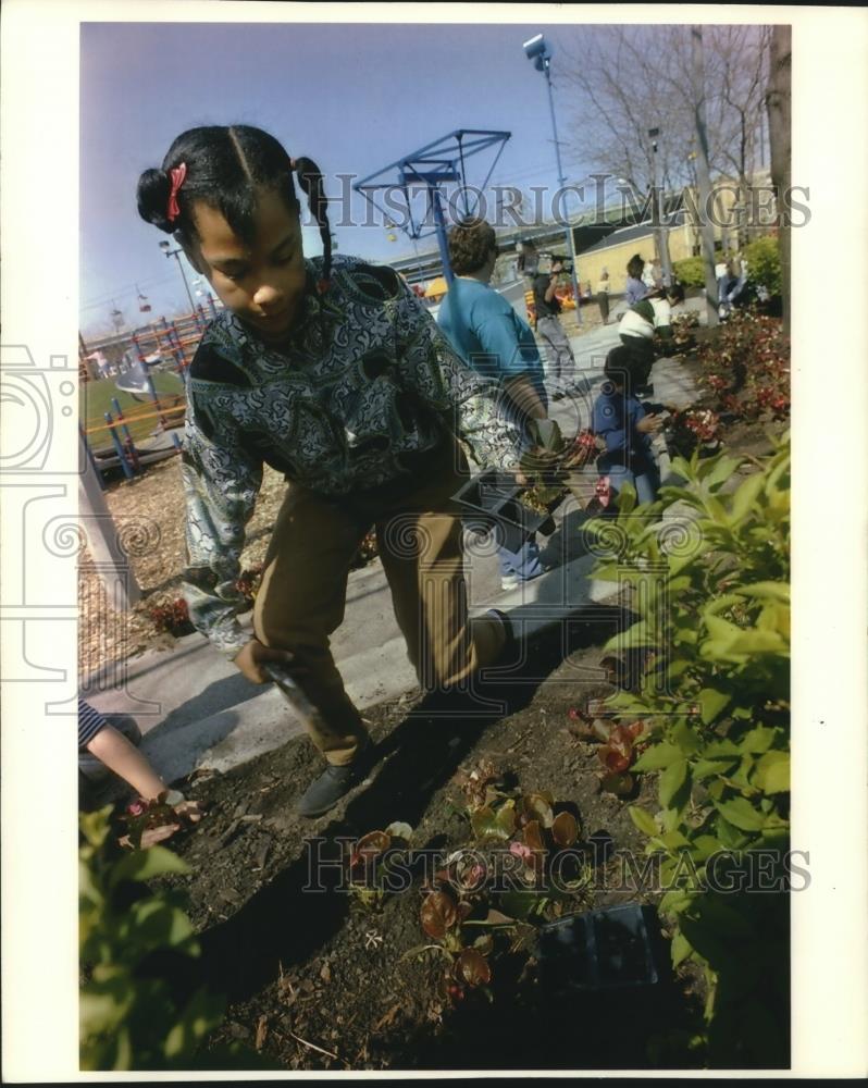 1993 Press Photo Sharon Bohannon plants a begonia at the Summerfest grounds - Historic Images