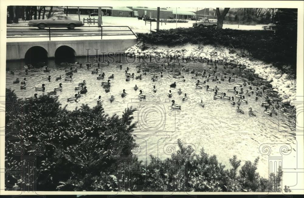 1987 Press Photo Duck swimming in creek, Thiensville Wisconsin - mjc11428 - Historic Images