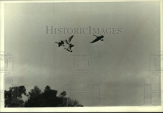 1990 Press Photo Thousands of Canada geese come to Theresa Marsh in Wisconsin - Historic Images
