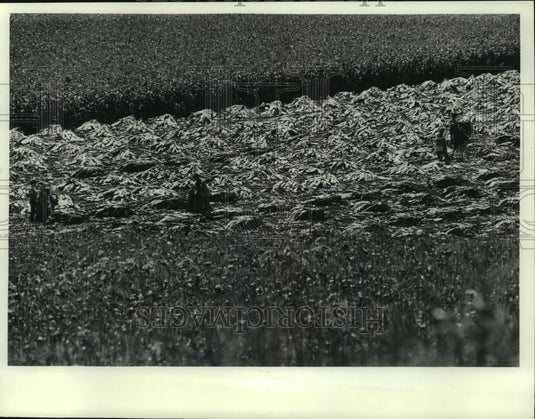 1977 Press Photo Neli & David Skaar and crew harvest tobacco by hand - mjc12162 - Historic Images