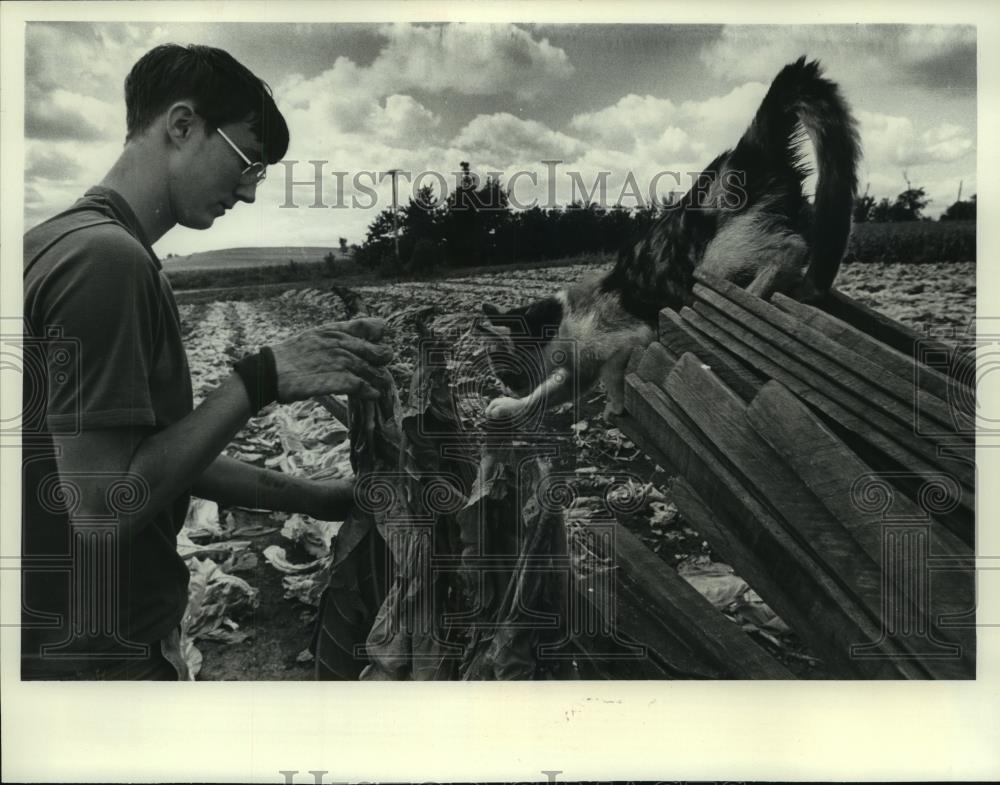 1977 Press Photo Curious cat stuck its nose in tobacco stalks on Neli Skaar farm - Historic Images