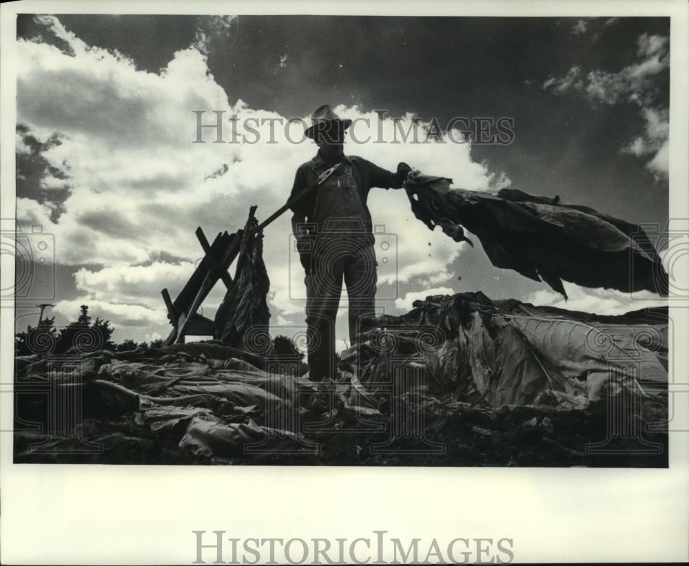 1977 Press Photo Neli Skaar, manager of Wisconsin Tobacco Growers Association - Historic Images