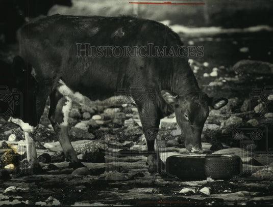 1990 Press Photo A grazing cow sniffed at a tire on the Ketter farm - mjc12333 - Historic Images
