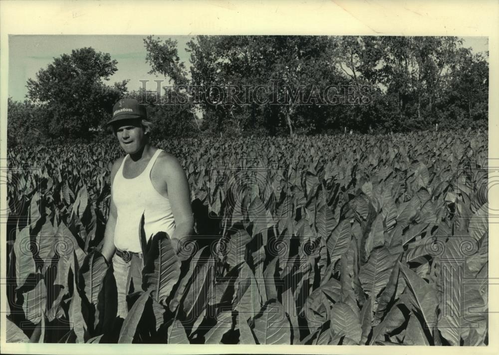 1985 Press Photo Tobacco farmer in tobacco field, Wisconsin - mjc12450 - Historic Images