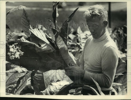 1989 Press Photo La Verne Hack tops off one of his tobacco plants, Stoughton - Historic Images