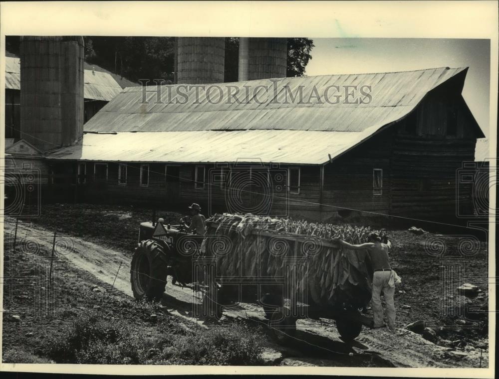 1984 Press Photo David Olson and Brian Peterson head for tobacco shed Reedsburg - Historic Images