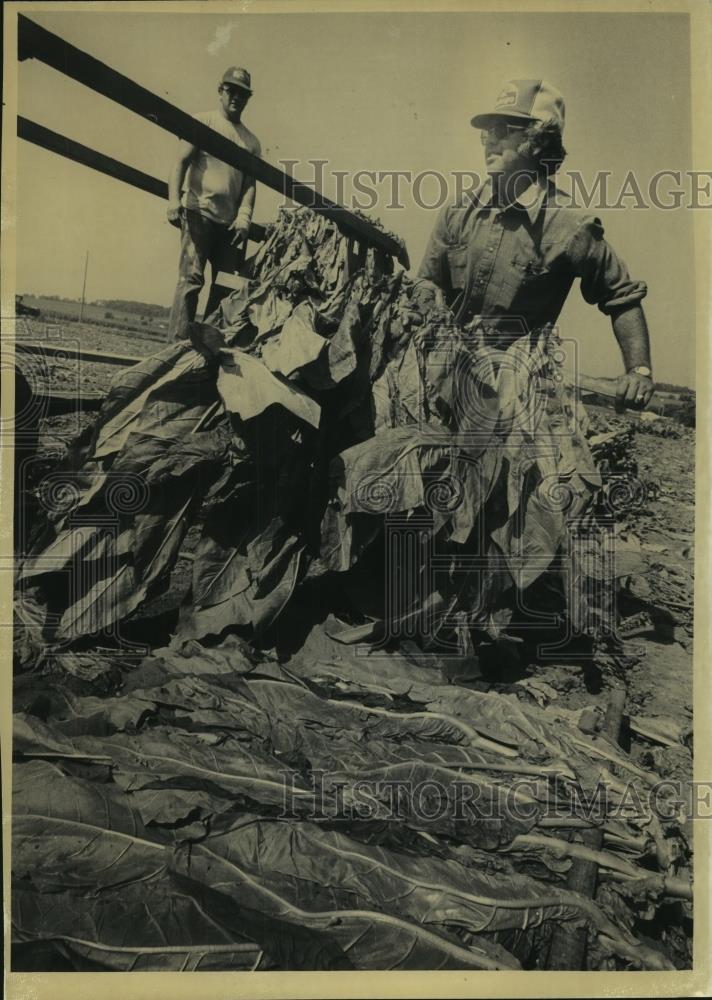 1982 Press Photo Dennis Kalish &amp; Richard Rodefeld hang tobacco on New Hope Farm - Historic Images