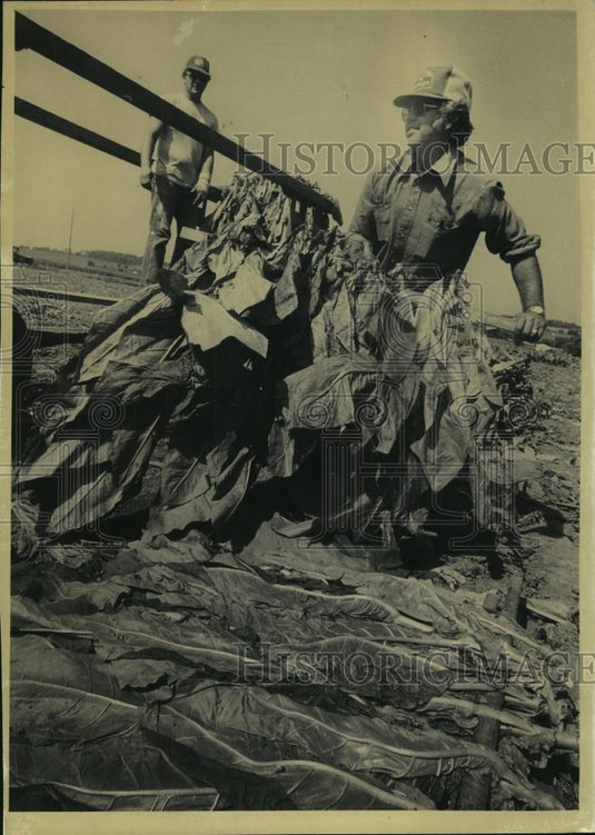 1982 Press Photo Dennis Kalish & Richard Rodefeld hang tobacco on New Hope Farm - Historic Images