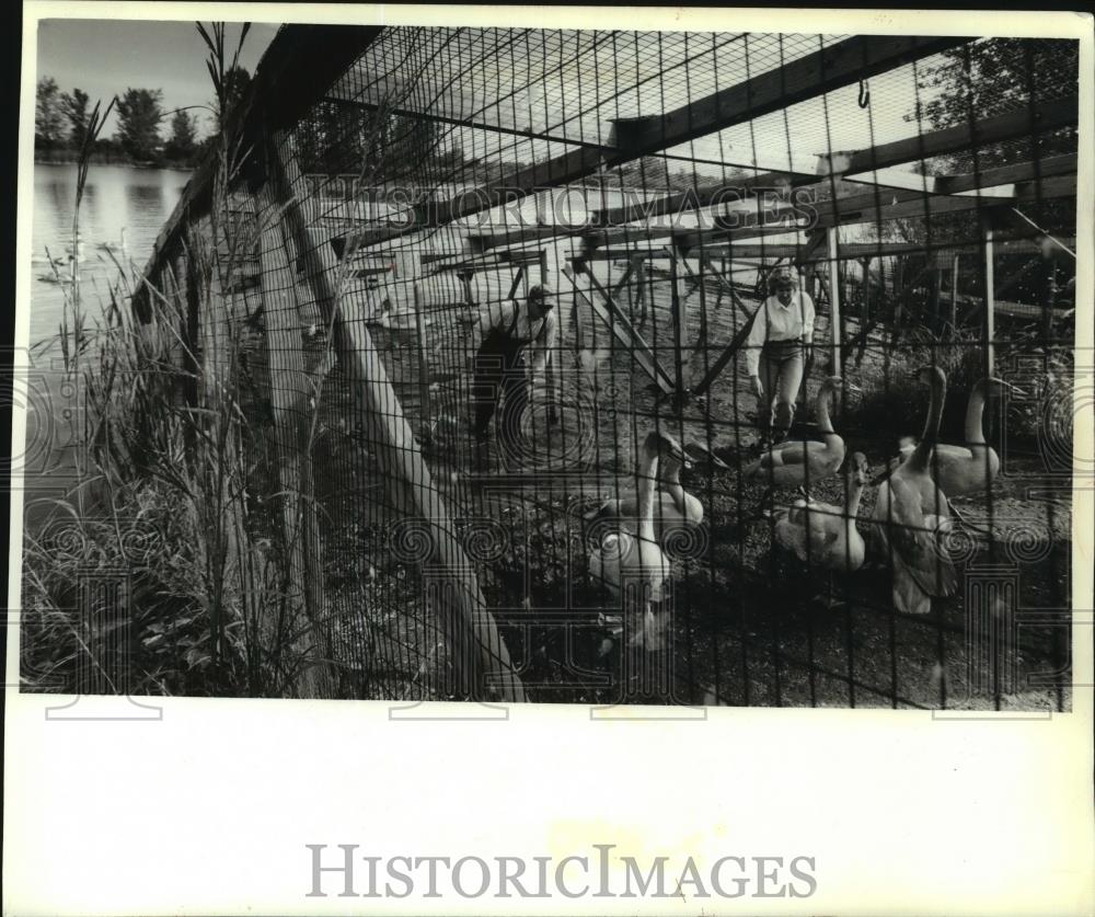 1993 Press Photo Mark Andersen and Maureen Gross coax cygnets, Milwaukee Zoo - Historic Images