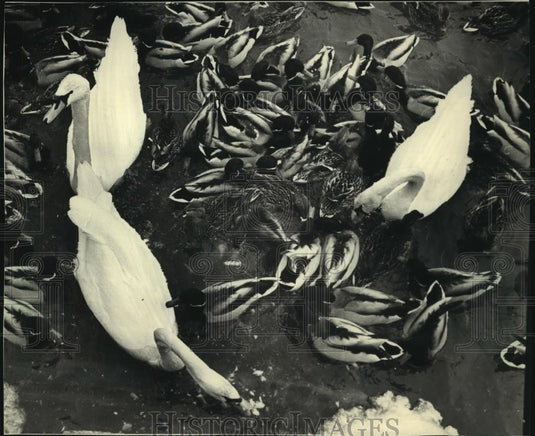 1988 Press Photo Swans and ducks feed at South Shore Yacht Club - mjc13046 - Historic Images