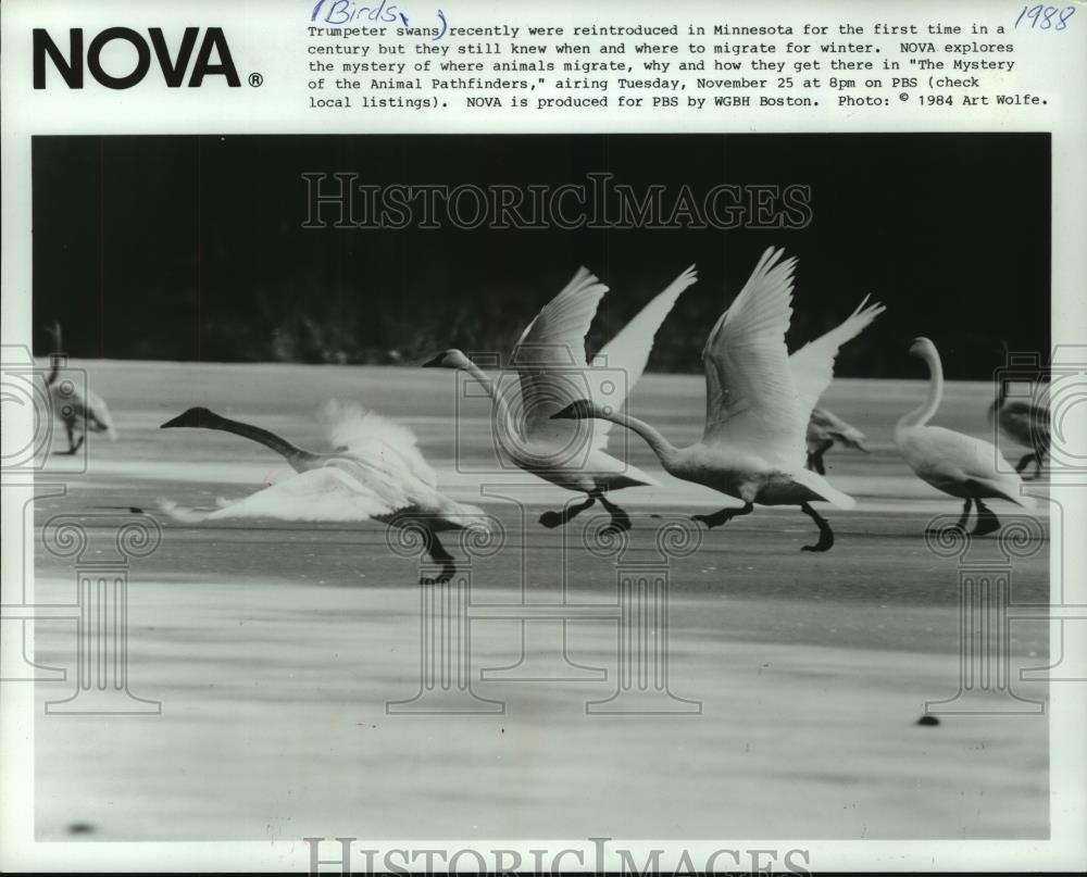 1988 Press Photo Trumpeter swans in Minnesota, subject of NOVA program - Historic Images