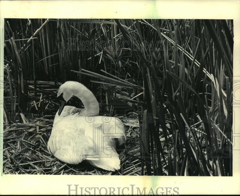 1987 Press Photo Female mute swan sat on nest protecting her territory - Historic Images