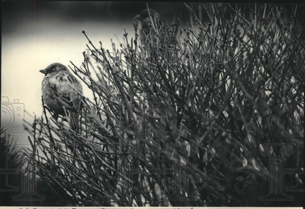 1986 Press Photo A sparrow perched on a cluster of bushes, Wisconsin. - Historic Images