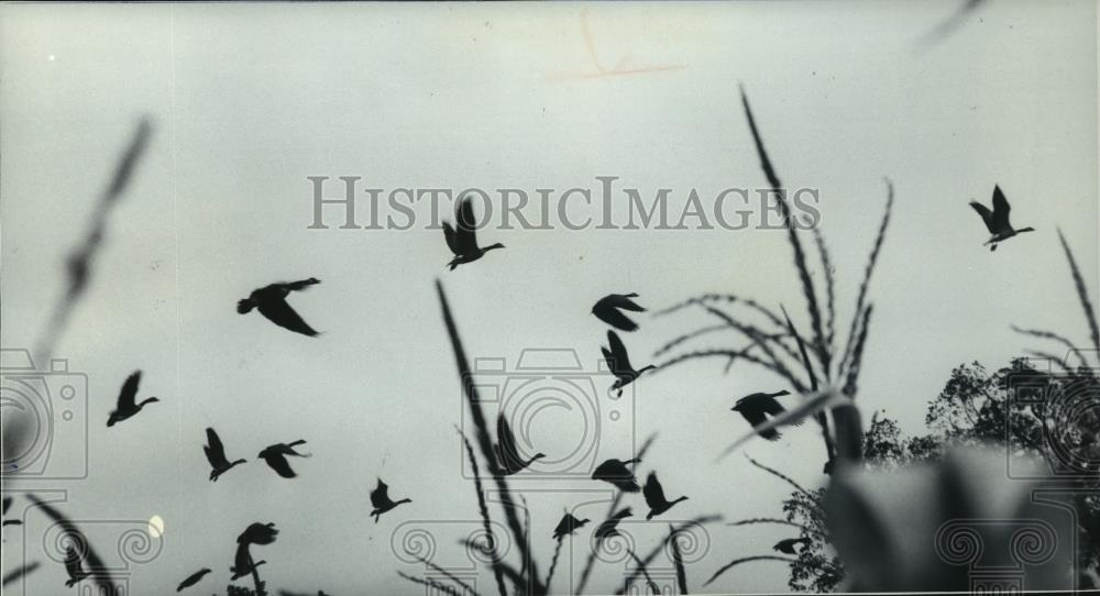 1978 Press Photo Canada geese refuel at Horicon Marsh, Wisconsin - mjc01801 - Historic Images