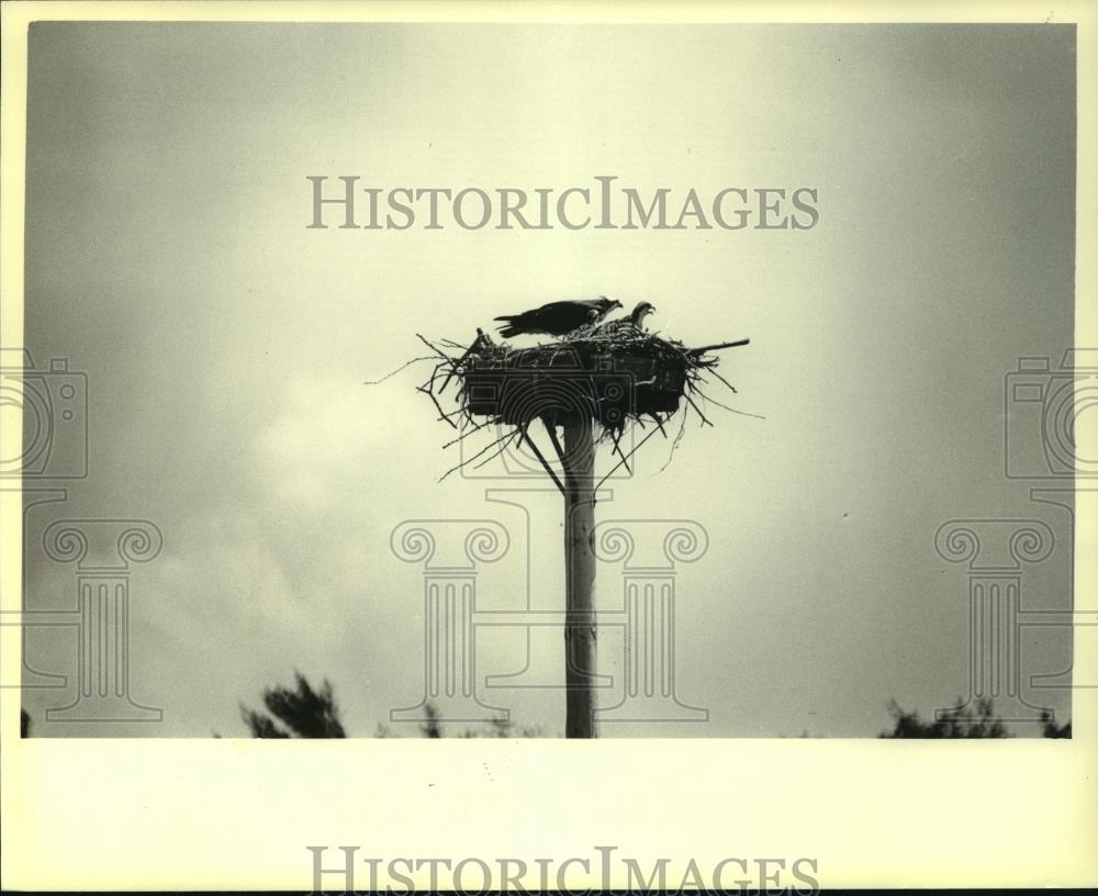 1979 Press Photo Ospreys in next - mjc02173 - Historic Images