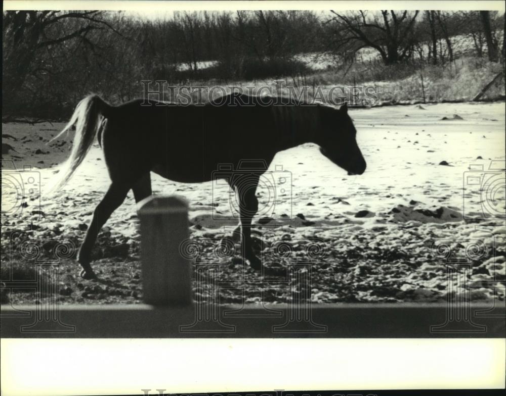 1995 Press Photo Lone horse at Western Willow stables in Washington County - Historic Images