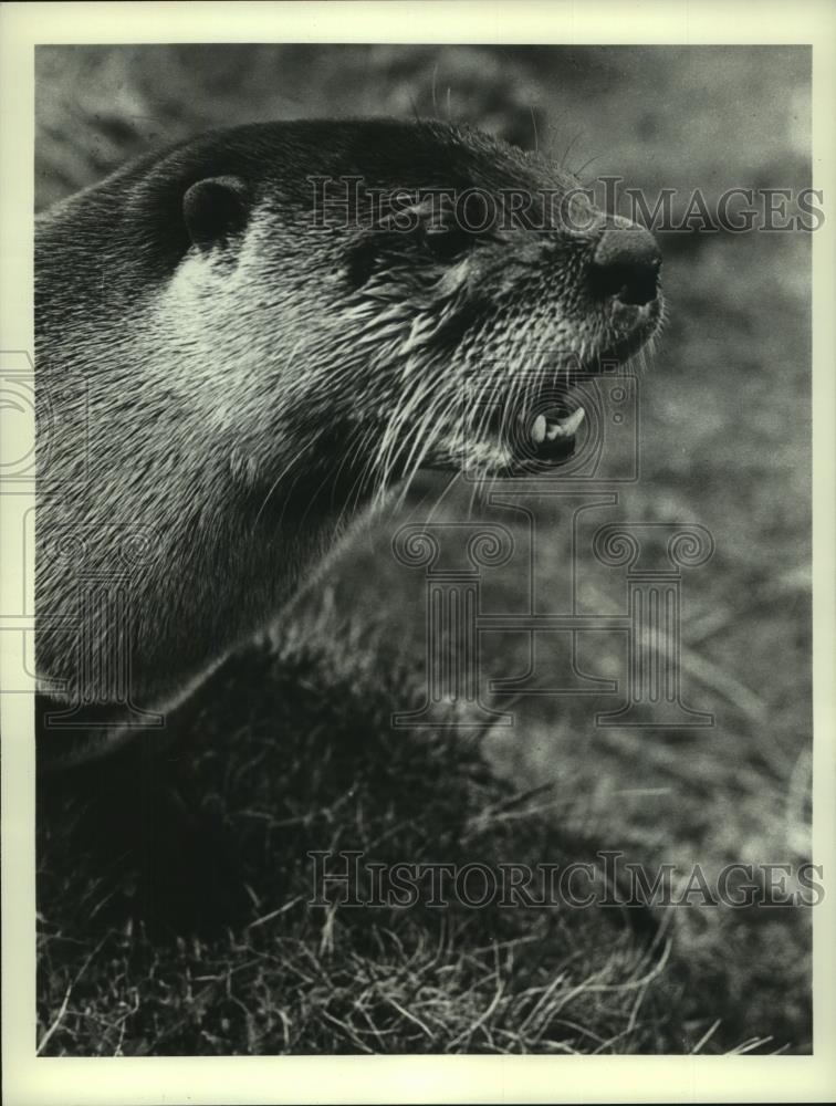 1976 Press Photo Miji the otter in &quot;Ring of Bright Water&quot; family TV special - Historic Images