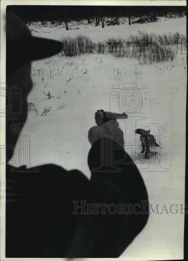 1985 Press Photo Kring Aiming Hand Gun at Trapped Red Fox in Butternut - Historic Images