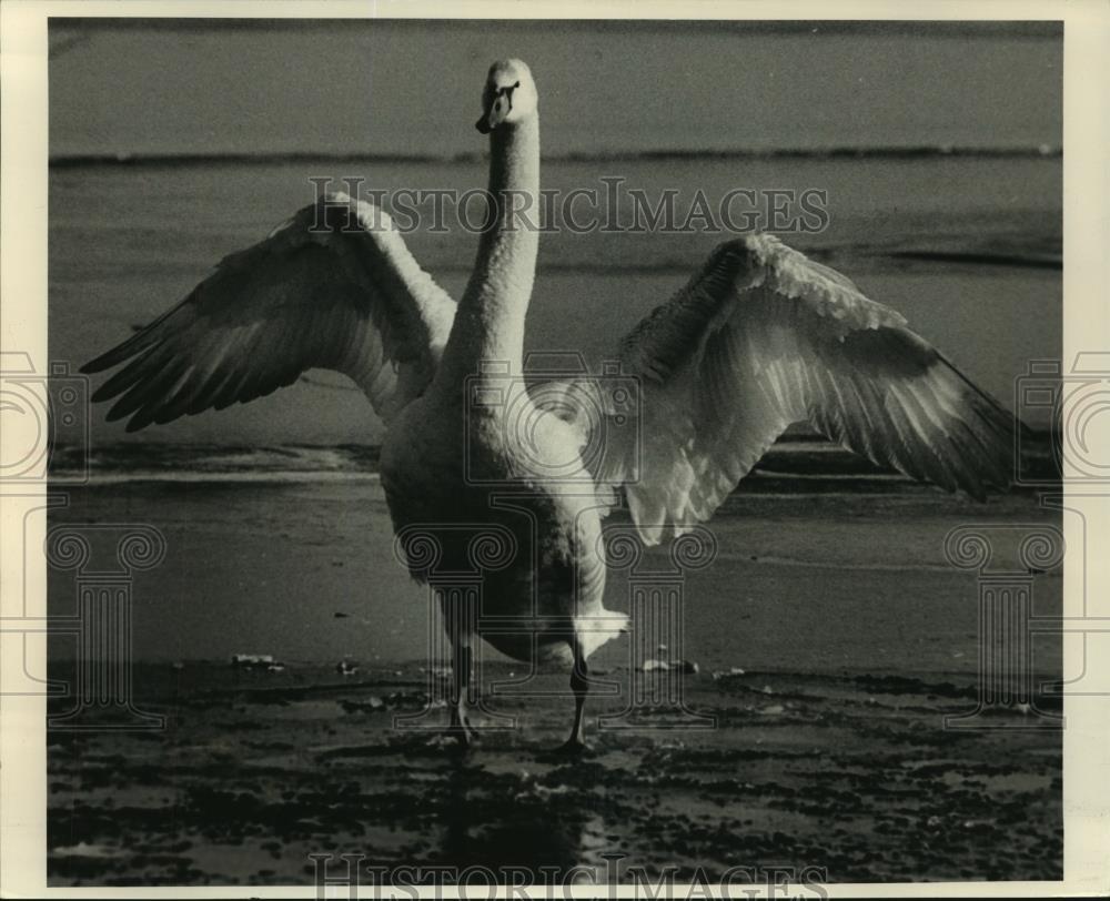 1991 Press Photo Trumpeter swan getting ready for take off, Madison, WI - Historic Images