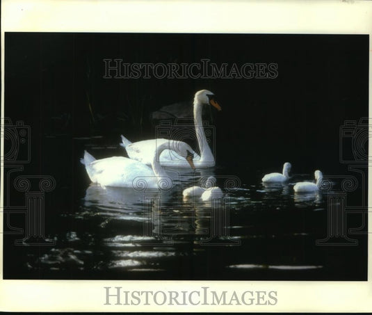 1994 Press Photo Sheila Hall takes 1st prize for swan family photo, Mukwonago WI - Historic Images