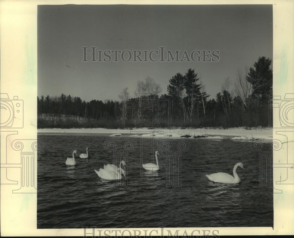1984 Press Photo 10 year migration trend brings swans each winter, Vilas County - Historic Images
