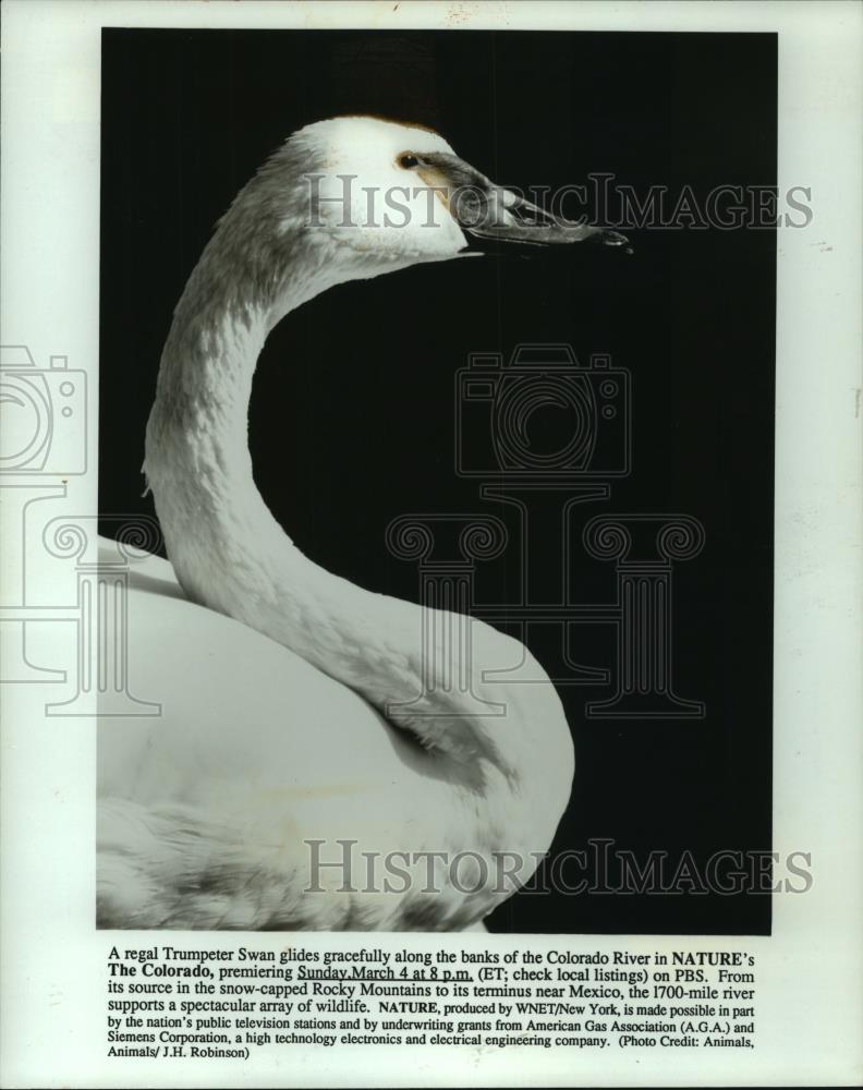 1990 Press Photo Trumpeter Swan glides along the banks of Colorado River - Historic Images