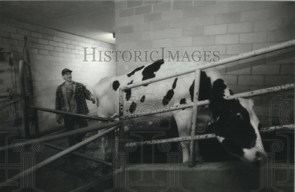 1993 Press Photo Allen Flogel nudges a cow at UW-Madison Agricultural School - Historic Images