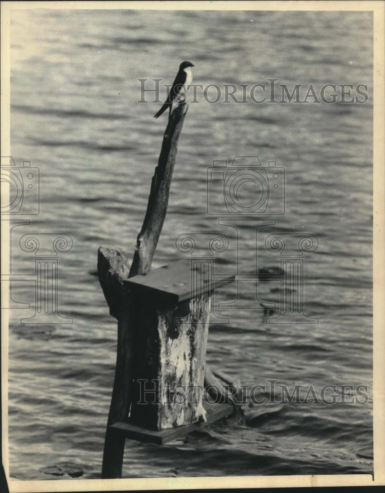 1986 Press Photo Tree swallow is an early bird in spring - mjc15380 - Historic Images