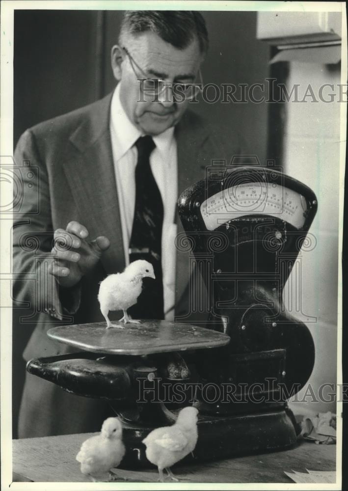1982 Press Photo Milton Sunde of University of Wisconsin weighs baby chicks - Historic Images
