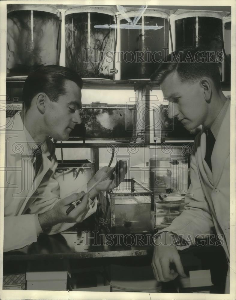 Press Photo Melbourne Carriker &amp; Lemuel Fraser at University of Wisconsin lab - Historic Images