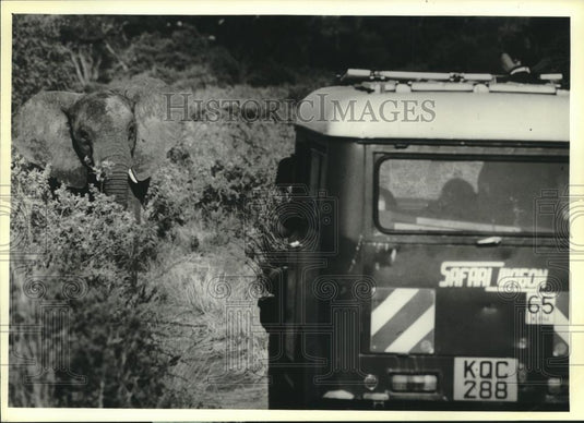 1980 Press Photo African elephant on the Samburu Game Reserve, Kenya, Africa - Historic Images