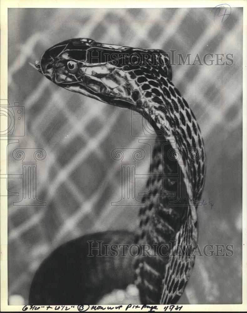 1981 Press Photo Cobra Snake - mjc23061 - Historic Images