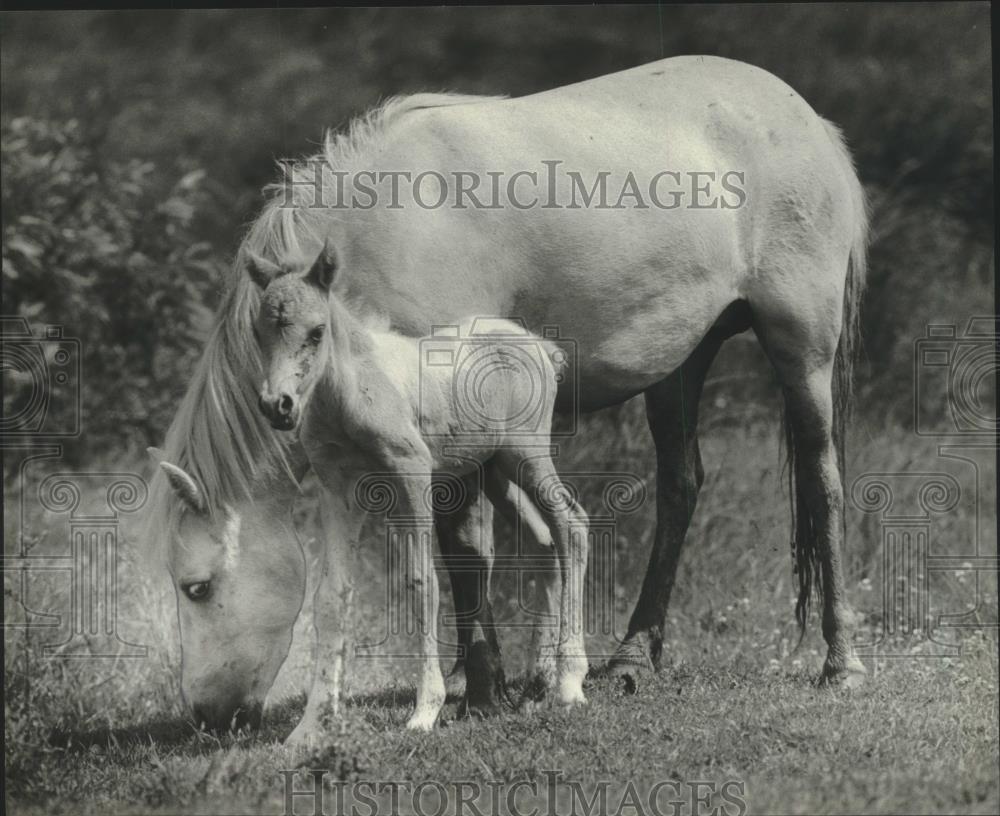 1982 Press Photo A young horse next to its mother, Winnebago County, Wisconsin - Historic Images