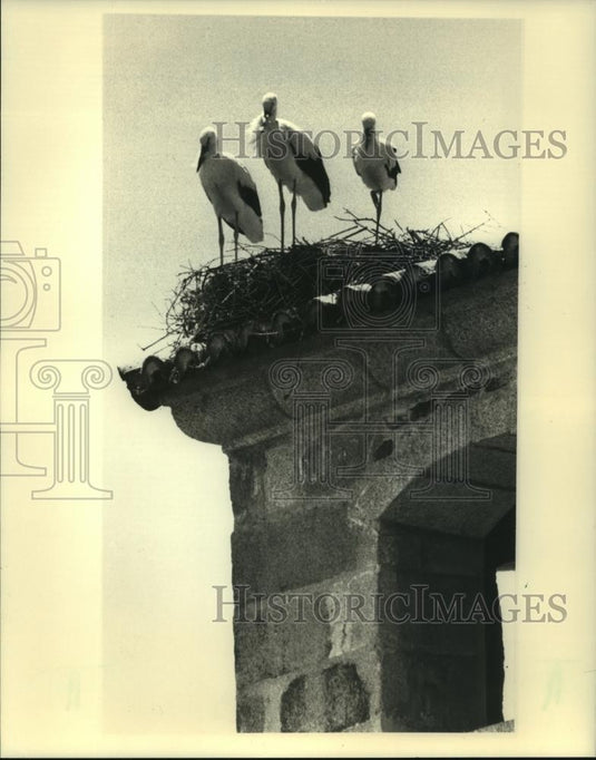 1984 Press Photo Storks nesting on a building, Extremadura, Spain - mjc17359 - Historic Images
