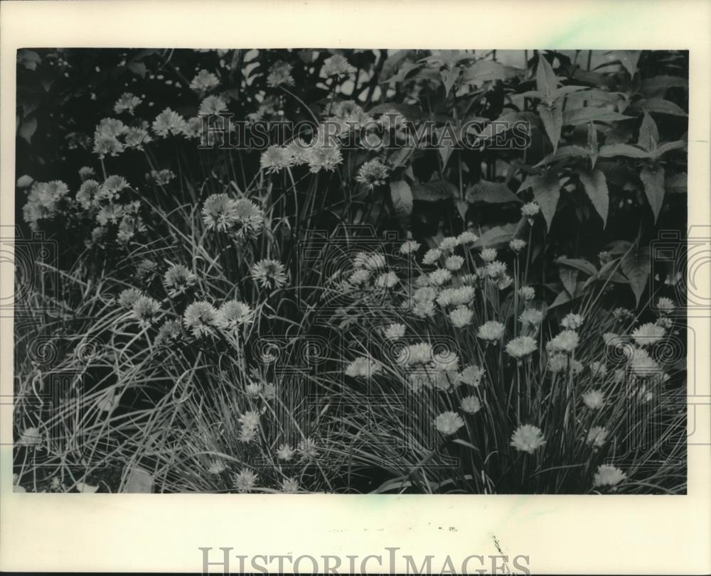 1984 Press Photo Allium Schoenoprasum Plants Also Known As Chives - mjc19080 - Historic Images