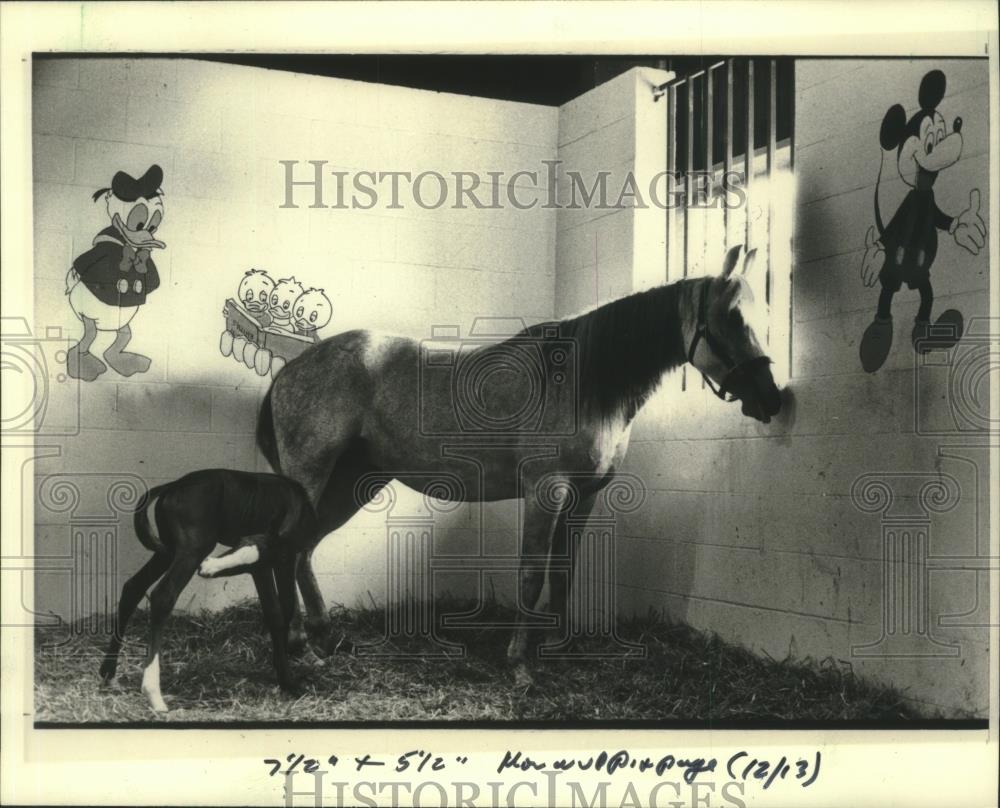 1985 Press Photo A decorated nursery stall for Saegina and her new-born filly. - Historic Images