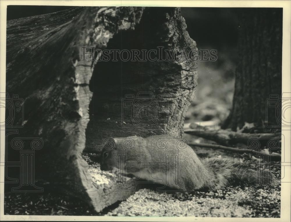 1986 Press Photo Grey squirrel Schlitz Audubon Center Bayside - mjc16410 - Historic Images