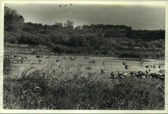 1990 Press Photo Canada geese which have flown to Theresa Marsh, Wisconsin - Historic Images